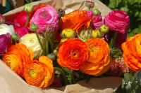 Пазл Яркие ранункулюсы