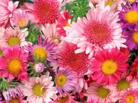 Пазл Яркие цветочки