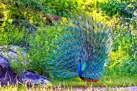 Пазл Яркий хвост