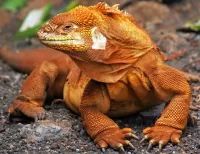 Пазл Ящерица 
