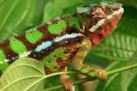 Пазл Ящерица