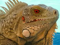 Пазл Ящерица 