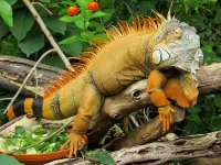 Пазл Ящерица 