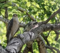 Пазл Ястреб