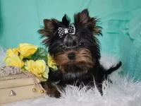 Пазл Йорк модница