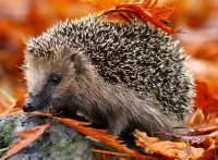 Пазл Ёжик