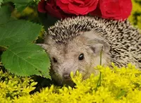 Пазл Ёжик 