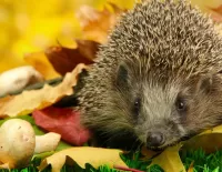 Пазл Ёжик и гриб