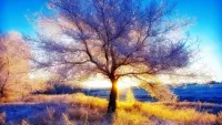 Пазл Заиндевелое дерево