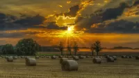 Пазл Закат на поле