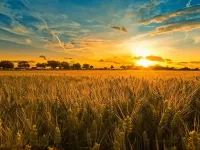 Пазл Закат над полем