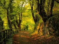 Пазл Заросший парк