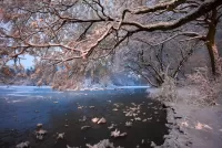 Пазл Заснеженная ветка
