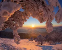 Пазл Заснеженная ветвь