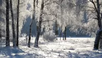 Пазл Заснеженные берёзы