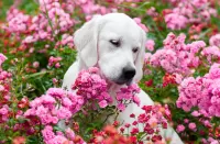 Пазл Застенчивый пёс