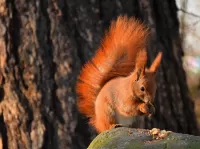 Пазл Завтрак