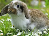 Пазл Заяц 