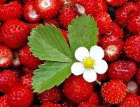 Пазл Земляничный натюрморт