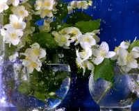 Пазл Жасмин