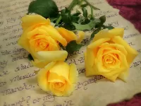 Пазл Желтые розы