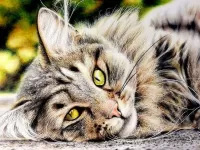 Пазл Желтоглазый кот