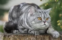 Пазл Желтоглазый охотник