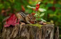 Пазл Желудь для бурундука