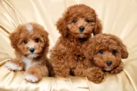 Пазл Живые игрушки