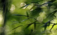 Пазл Живой бамбук