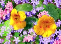 Пазл Жёлтая настурция