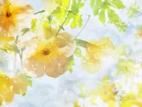 Пазл Жёлтый гибискус