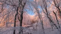 Пазл Зимнее утро