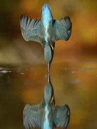 Пазл Зимородок