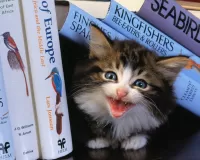 Пазл Знания придавили