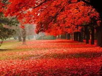 Пазл Золотая осень