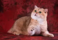Пазл Золотая шиншилла