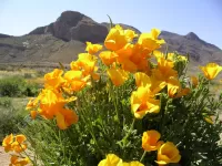 Пазл Золотые маки