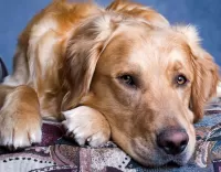 Пазл Золотистый ретривер 