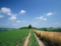 Пазл Золотится рожь