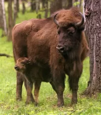 Пазл Зубр с телёнком